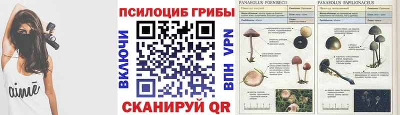 Псилоцибиновые грибы мицелий Купить закладки Грайворон